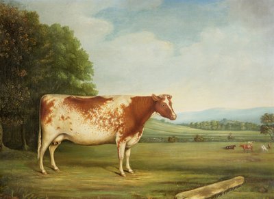 Eine preisgekrönte Shorthorn-Kuh in einer Landschaft von English School